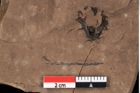 Foto (Detailansicht) von Glyptostrobus ungeri Heer (NHMW-GEO-2024-0188-0189)